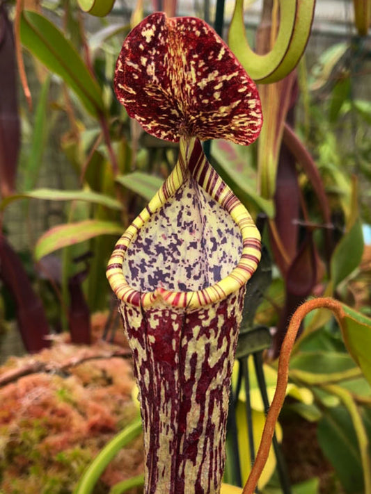 Nepenthes stenophylla "Best selected Clone" BE-3905