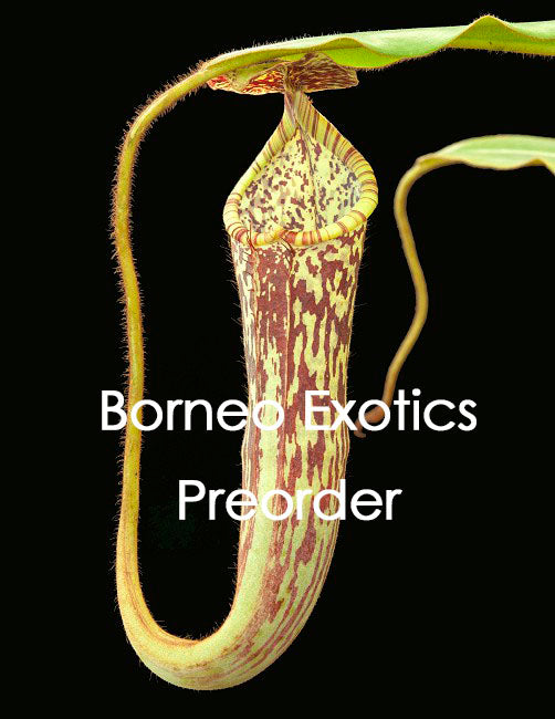 Nepenthes stenophylla  "Best selected Clone" BE-3905