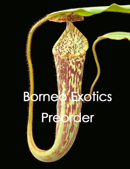 Nepenthes stenophylla  "Best selected Clone" BE-3905