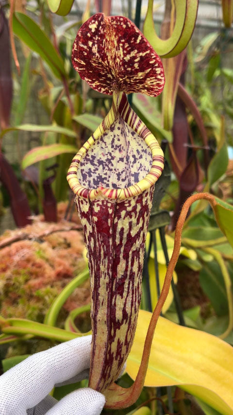 Nepenthes stenophylla "Best selected Clone" BE-3905