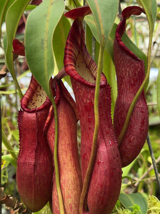 Nepenthes petiolata BE-3913