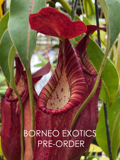 Nepenthes petiolata BE-3913
