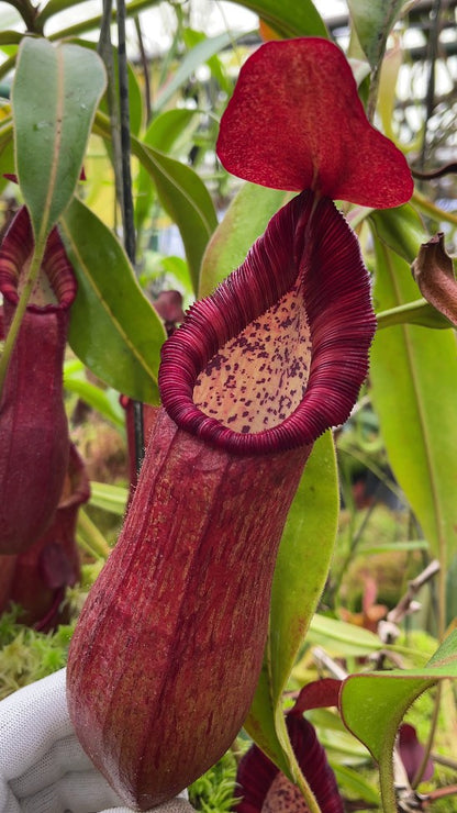 Nepenthes petiolata BE-3913