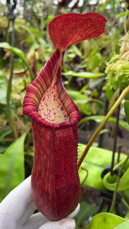 Nepenthes petiolata BE-3913