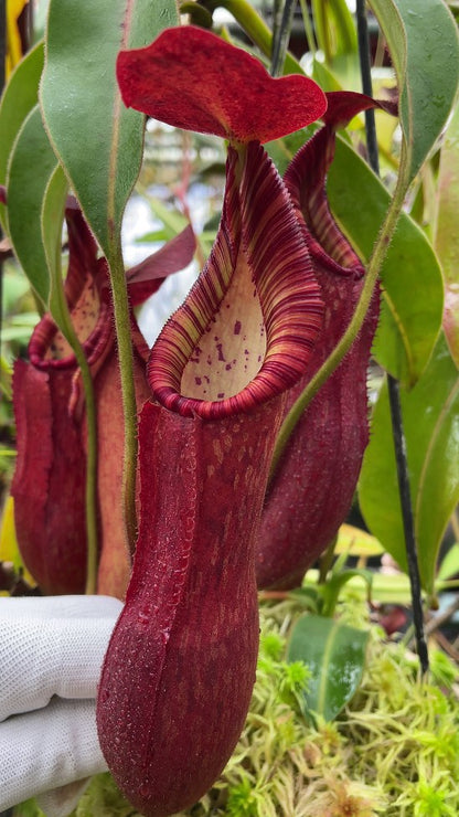 Nepenthes petiolata BE-3913