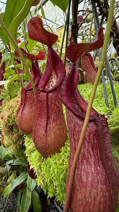 Nepenthes petiolata BE-3913