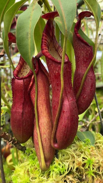 Nepenthes petiolata BE-3913