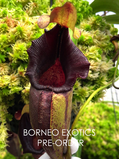 Nepenthes ovata  BE-3919  Selected Clone