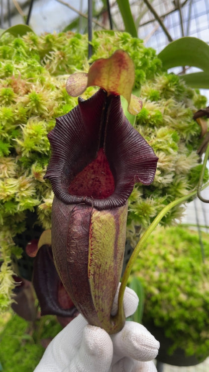 Nepenthes ovata  BE-3919  Selected Clone