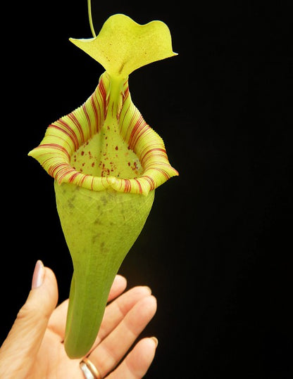 Nepenthes ovata  BE-3919  Selected Clone