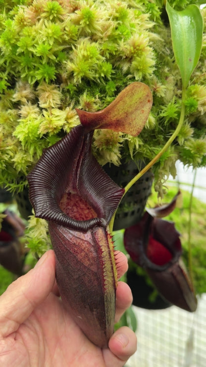 Nepenthes ovata  BE-3919  Selected Clone