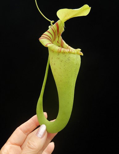 Nepenthes ovata  BE-3919  Selected Clone