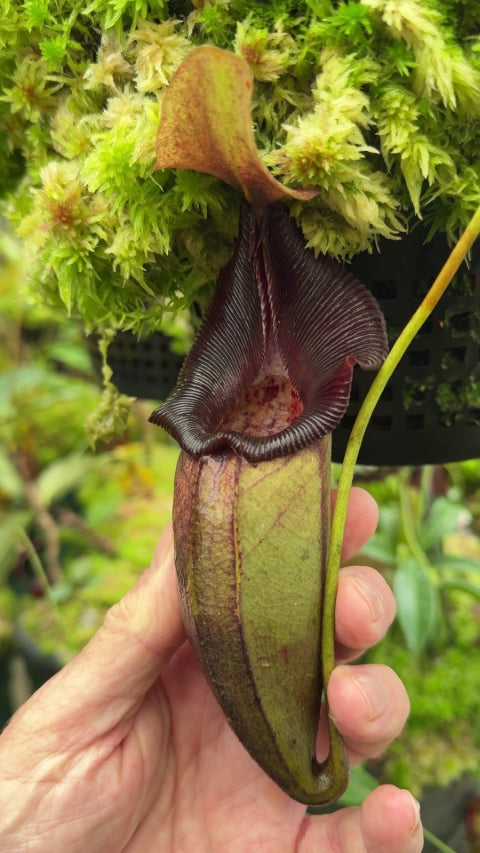 Nepenthes ovata  BE-3919  Selected Clone