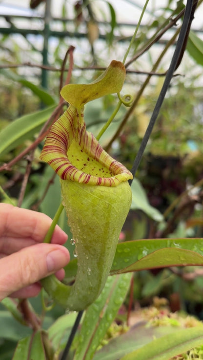 Nepenthes ovata  BE-3919  Selected Clone