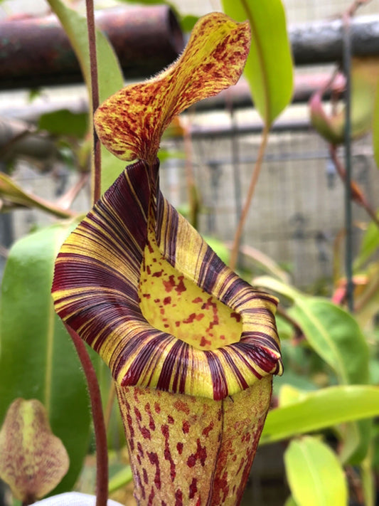 Nepenthes (veitchii x lowii) x platychila  BE-3920