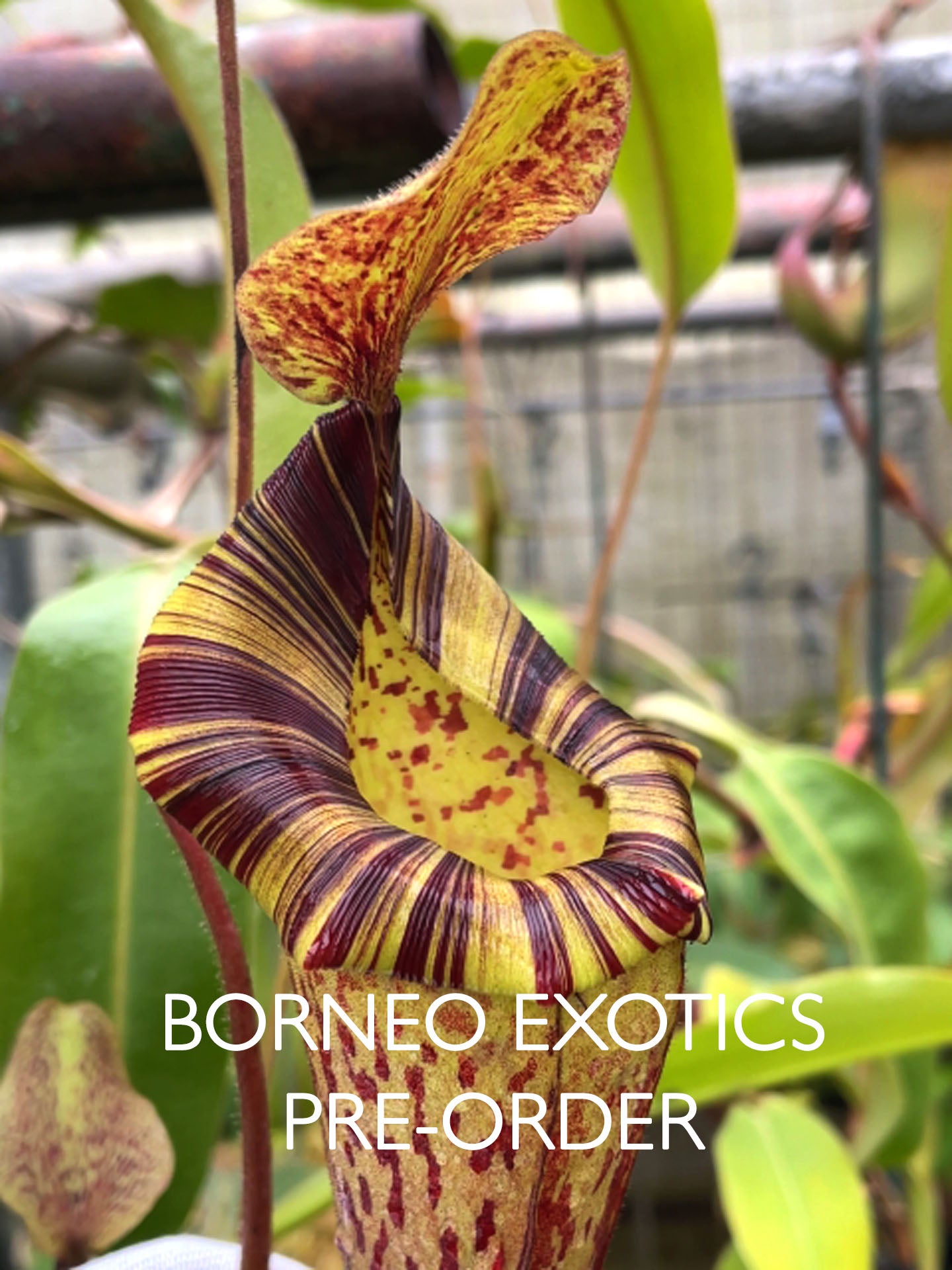 Nepenthes (veitchii x lowii) x platychila  BE-3920