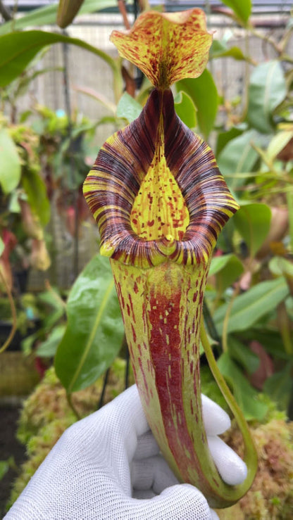 Nepenthes (veitchii x lowii) x platychila  BE-3920