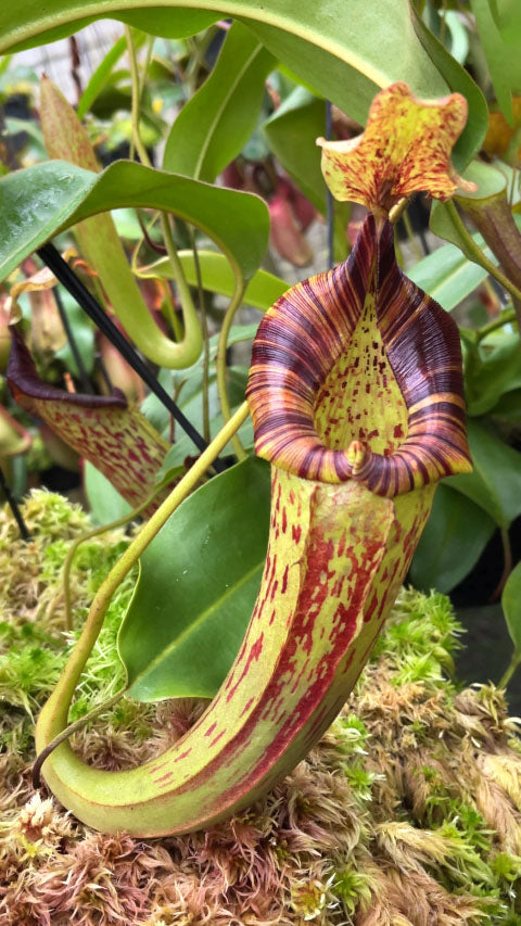 Nepenthes (veitchii x lowii) x platychila  BE-3920