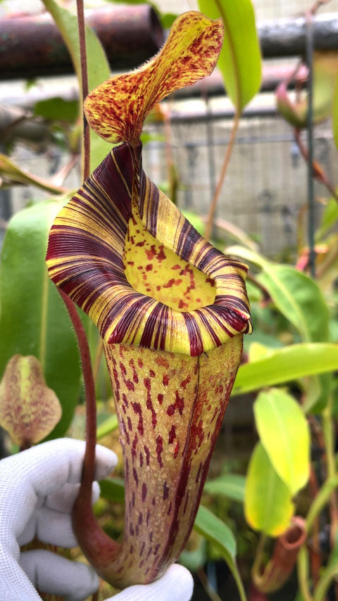 N. x (veitchii x lowii) x platychila BE-3920 L – Giardino Carnivoro