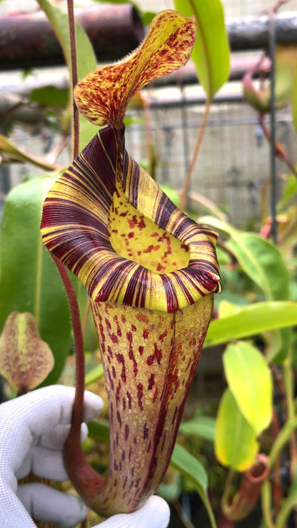 Nepenthes (veitchii x lowii) x platychila  BE-3920