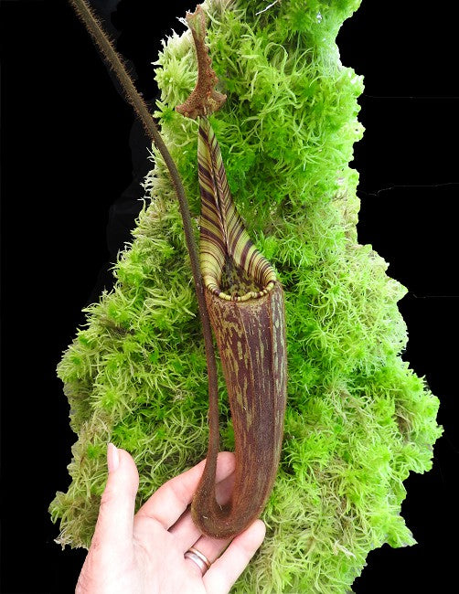 Nepenthes hurelliana ( mollis ) BE-3921