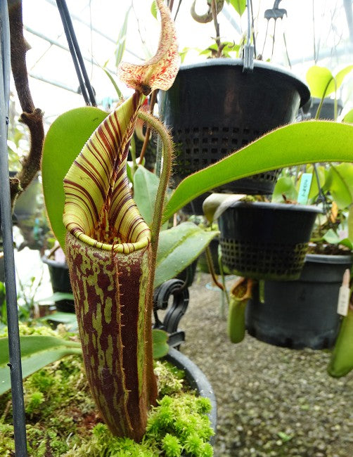 Nepenthes hurelliana ( mollis ) BE-3921