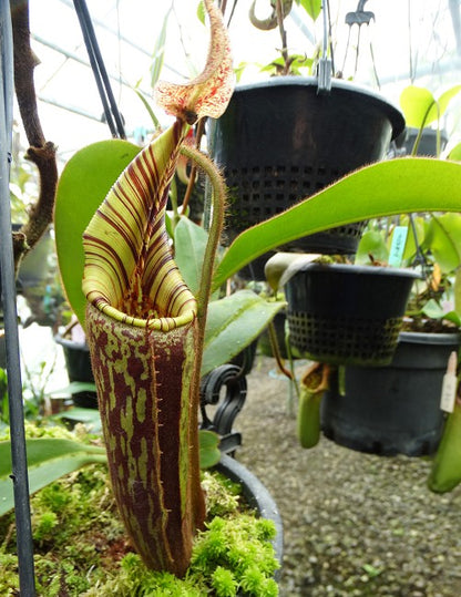 Nepenthes hurelliana ( mollis ) BE-3921
