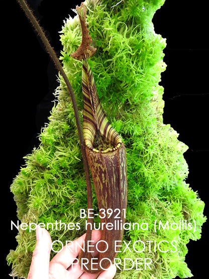 Nepenthes hurelliana ( mollis )   BE-3921