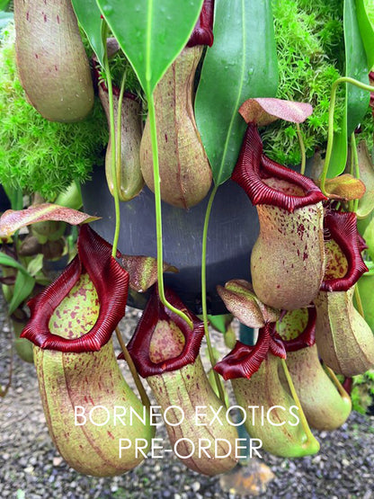 Nepenthes ventricosa x robcantleyi BE-3923
