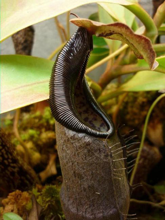 Nepenthes izumae "Lusung Tungkut"  BE-3925