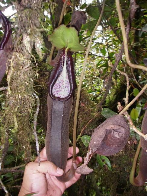 Nepenthes izumae "Lusung Tungkut"  BE-3925