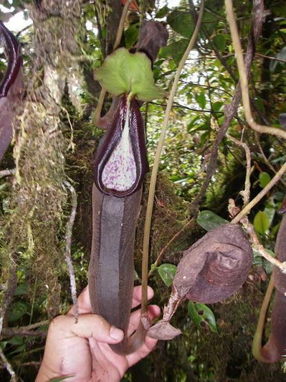 Nepenthes izumae "Lusung Tungkut"  BE-3925