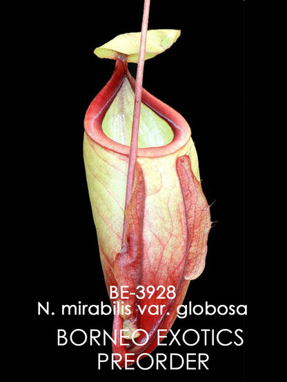 Nepenthes mirabilis var. globosa  BE-3928