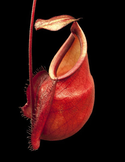 Nepenthes mirabilis var. globosa  BE-3928