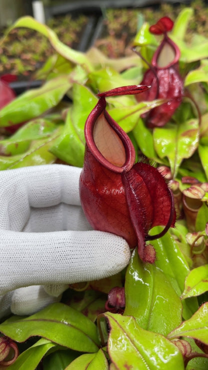 Nepenthes mirabilis var. globosa  BE-3928
