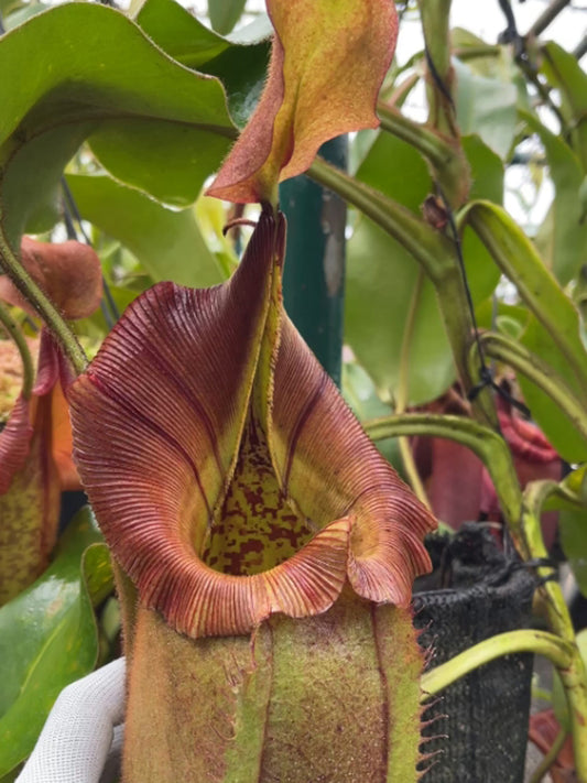 Nepenthes robcantleyi x veitchii   BE-3933