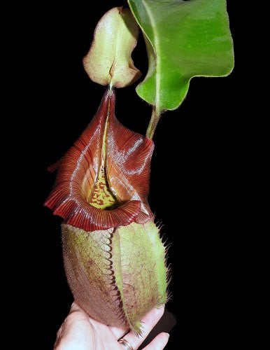 Nepenthes robcantleyi x veitchii   BE-3933
