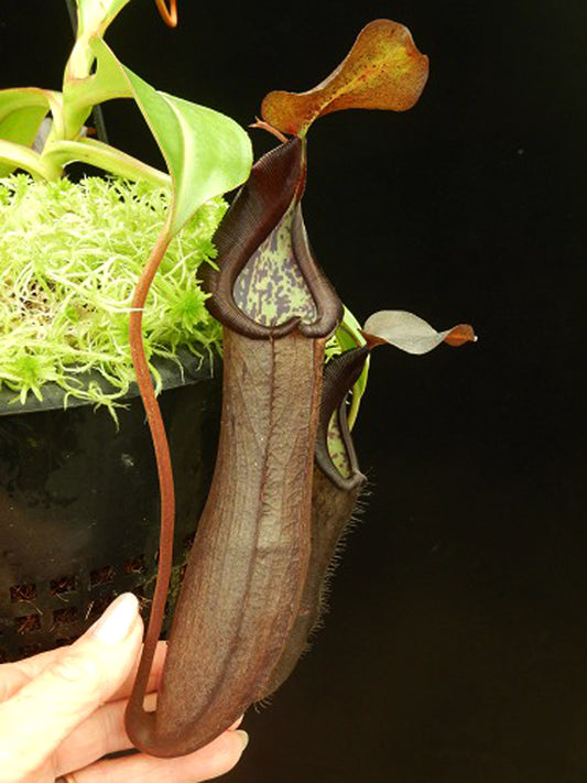 Nepenthes ramispina x robcantleyi BE-3939