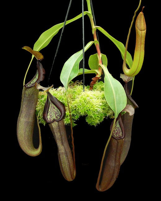 Nepenthes ramispina x robcantleyi BE-3939