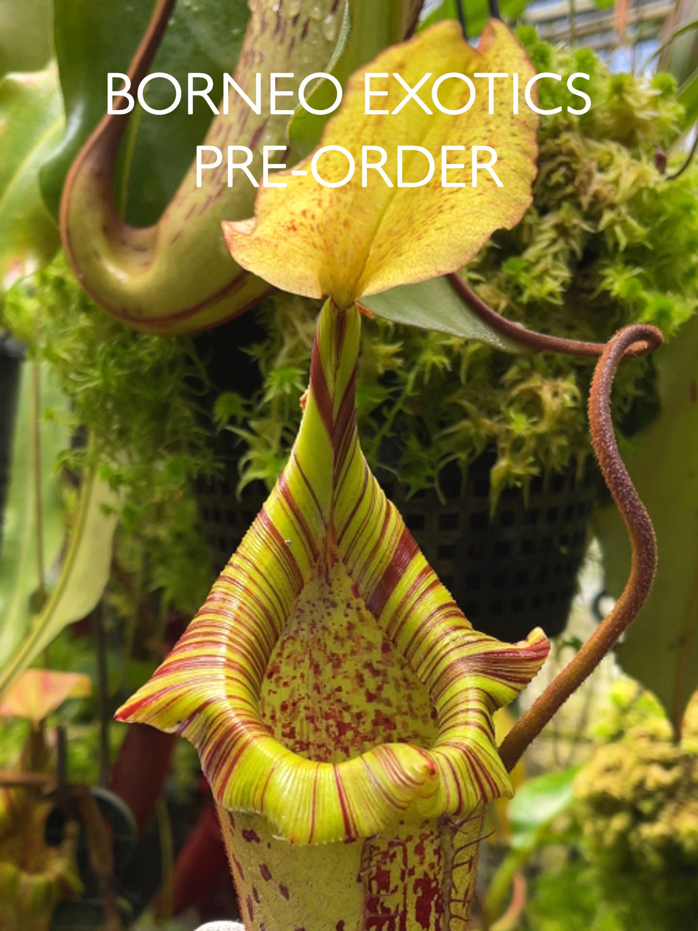 Nepenthes platychila x robcantleyi  BE-3946