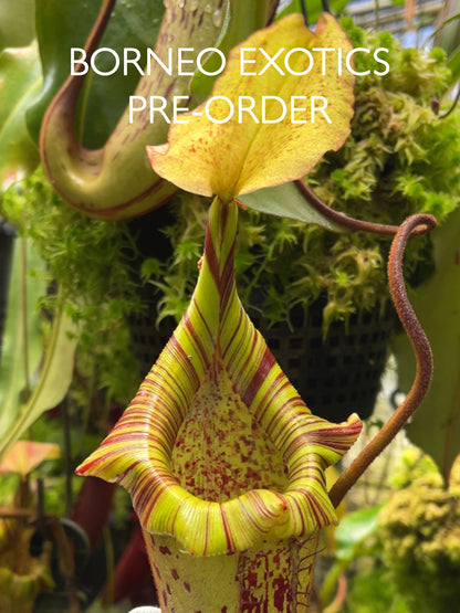 Nepenthes platychila x robcantleyi  BE-3946