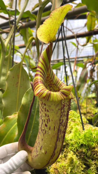 Nepenthes platychila x robcantleyi  BE-3946