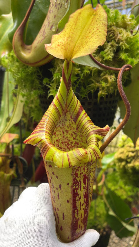 Nepenthes platychila x robcantleyi  BE-3946