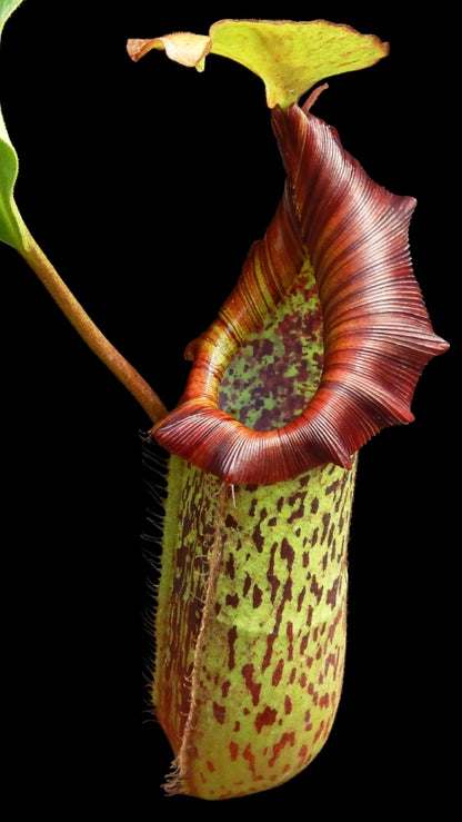 Nepenthes platychila x robcantleyi  BE-3946