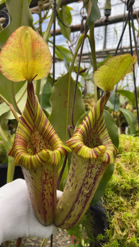 Nepenthes platychila x robcantleyi  BE-3946