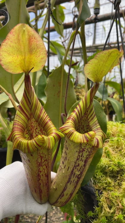 Nepenthes platychila x robcantleyi  BE-3946