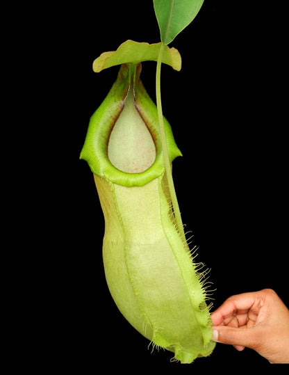 Nepenthes spathulata x merilliana BE-3949