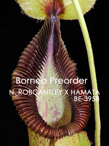 Nepenthes robcantleyi x hamata  BE-3958  Assorted Clones