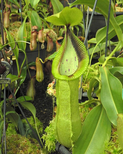 Nepenthes robcantleyi x hamata  BE-3958  Assorted Clones