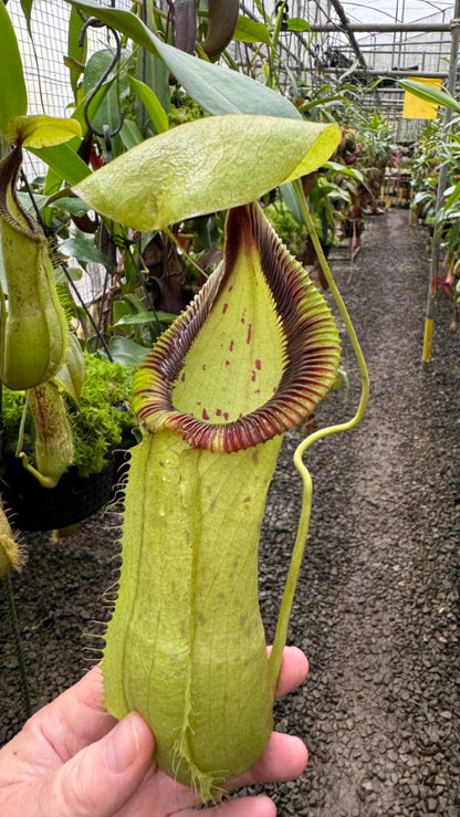 Nepenthes robcantleyi x hamata  BE-3958  Assorted Clones